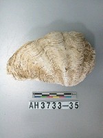 藏品(貝殼)的圖片